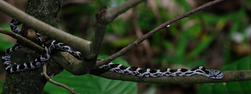 Juvenile Eastern Ratsnake